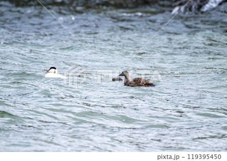 Common Eiders family training their ducklings on the Atlantic Ocean 119395450