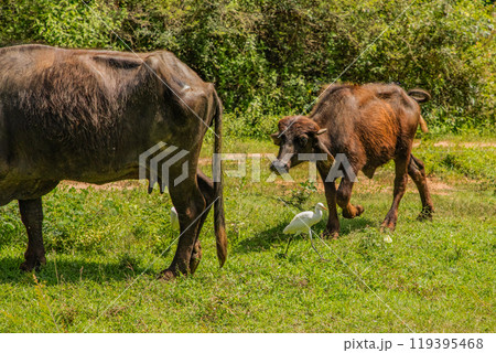 herd of black Sri Lankan cows and white herons 119395468