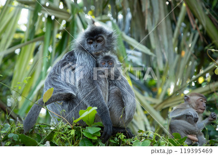 Closeup portrait of Tufted gray langur Semnopithecus priam Closeup portrait of Tufted gray langur Semnopithecus priam 119395469