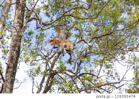 Proboscis Monkey Nasalis larvatus in mangrove rain forest 119395474