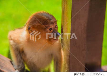 Proboscis Monkey Nasalis larvatus in mangrove rain forest 119395475