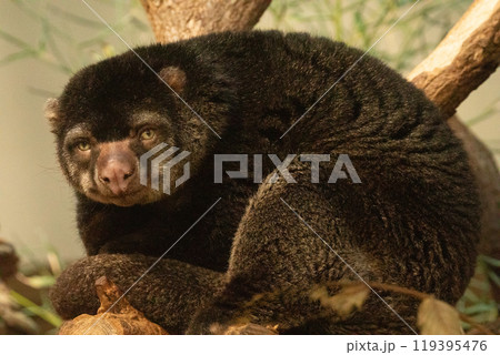 cute wild bear cuscus aulirops ursinus arboreal against blure background. 119395476