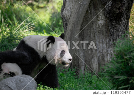 cheerful playing pandas on green lawn 119395477