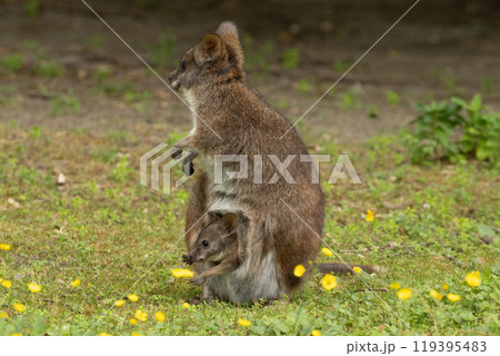 Bennett's wallaby Macropus or Notamacropus rufogriseus 119395483