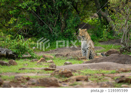 Female leopard sits on rocks near bushes Female leopard sits on rocks near bushes 119395599