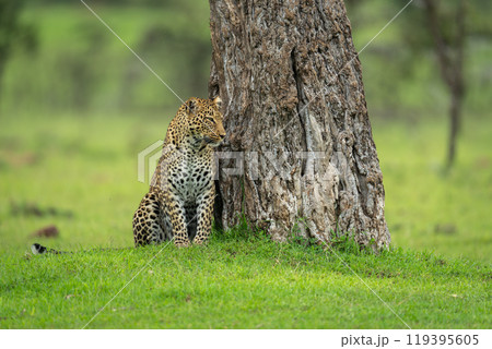 Female leopard sits looking past tree trunk 119395605