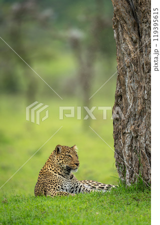Female leopard lying at base of tree Female leopard lying at base of tree 119395615