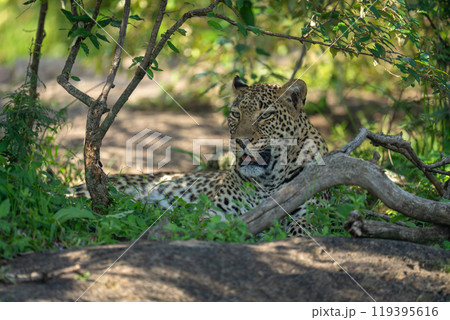 Female leopard lying in shade of bushes Female leopard lying in shade of bushes 119395616
