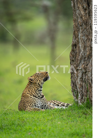 Female leopard lies looking up at tree Female leopard lies looking up at tree 119395623