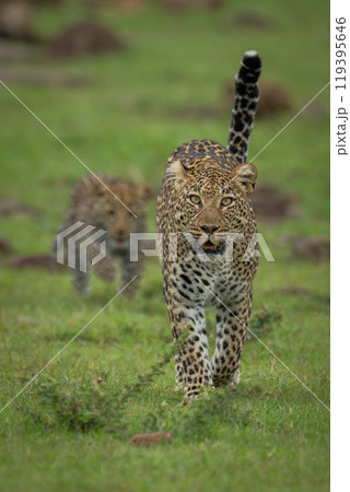 Female leopard leads cub over rocky grass Female leopard leads cub over rocky grass 119395646