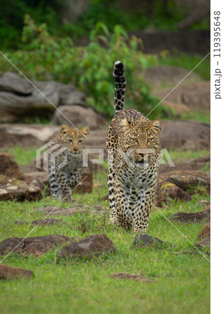 Female leopard leads cub across rocky savannah Female leopard leads cub across rocky savannah 119395648
