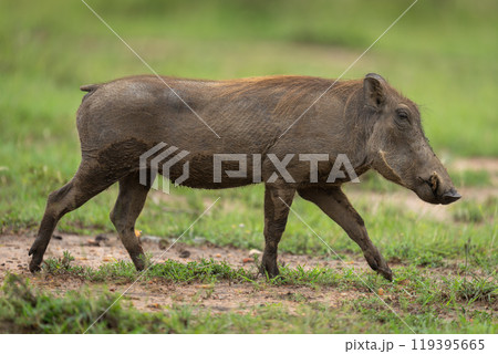 Female common warthog walking over short grass Female common warthog walking over short grass 119395665