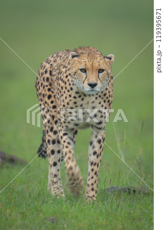 Female cheetah walks towards camera between rocks 119395671