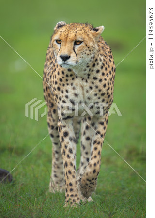 Female cheetah walks toward camera lifting forepaw 119395673