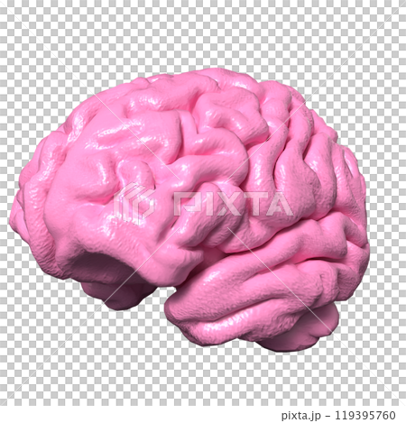 The brain  for sci or education concept 3d rendering. 119395760