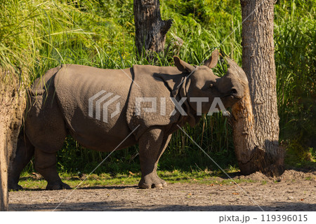 portrait of an adult rhinoceros on a sunny day in selective focus. 119396015