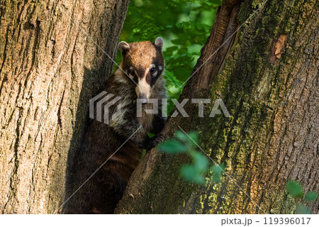 South American Coati, or Ring-tailed Coati Nasua nasua South American Coati, or Ring-tailed Coati Nasua nasua 119396017