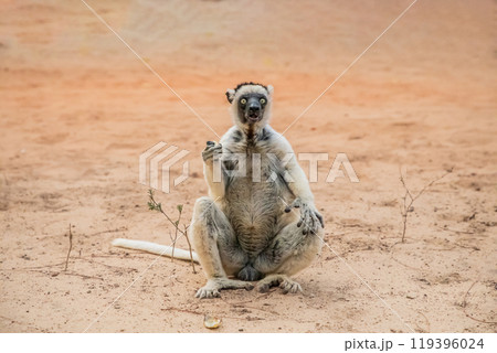 Sifaka lemur Propithecus verreauxi, Madagascar nature 119396024