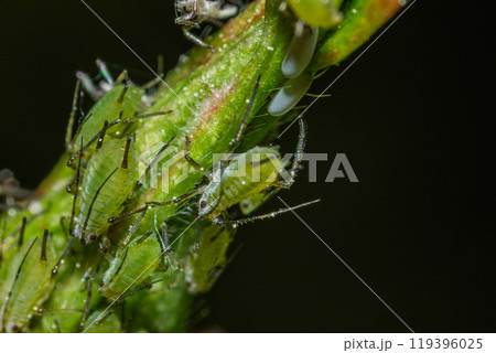 closeup of colony of aphids sucking on rosebud 119396025