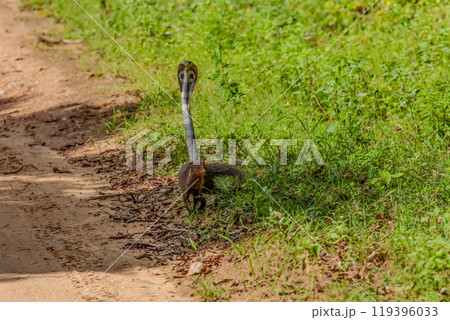 mongoose fights with an aggressive cobra in the wild 119396033