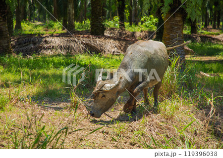 An Asian small gray mule grazes in a palm grove. Palm oil industry An Asian small gray mule grazes in a palm grove. Palm oil industry 119396038