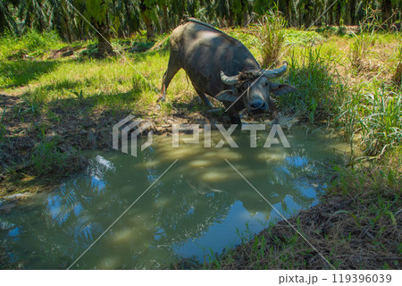 An Asian small gray mule grazes in a palm grove. Palm oil industry 119396039