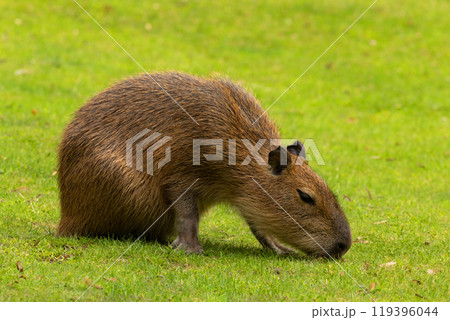 Capybara Kapibara Hydrochoerus hydrochaeris Capybara Kapibara Hydrochoerus hydrochaeris 119396044