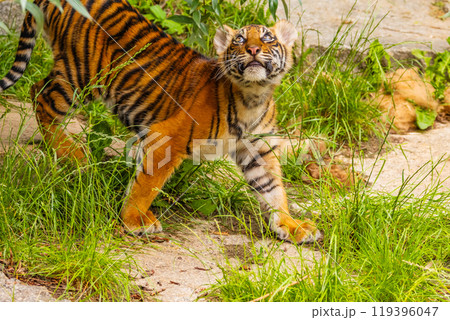 Sumatran tiger family with two little cubs 119396047