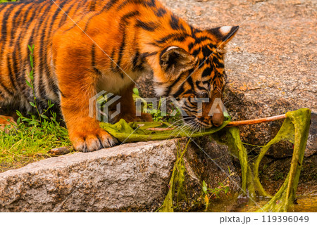 Sumatran tiger family with two little cubs Sumatran tiger family with two little cubs 119396049
