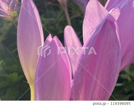 朝日を浴びるイヌサフラン 119396095