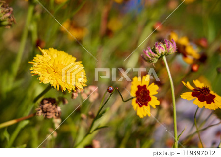 Vibrant Wildflowers Blooming in Lush Meadow 119397012
