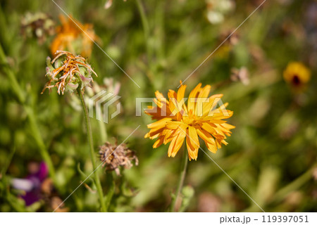 Vibrant Orange Wildflower in Natural Setting 119397051