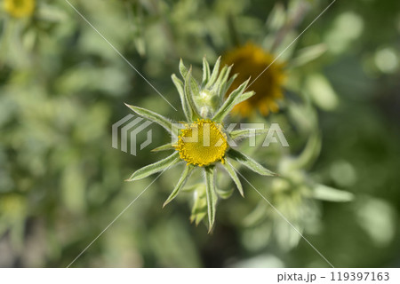 Spiny starwort 119397163