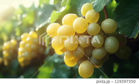 果樹園のぶどう 119397350