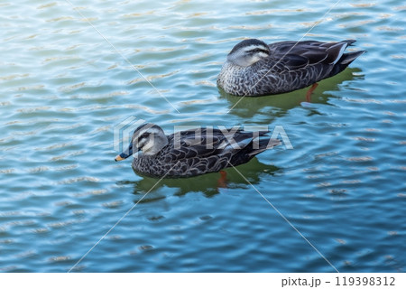 まだ寒い初春の池で二羽のカルガモ まだ寒い初春の池で二羽のカルガモ 119398312