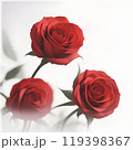 red rose on white background 119398367