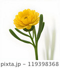 yellow gerbera flower isolated on white background 119398368
