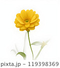 yellow gerbera flower isolated on white background 119398369