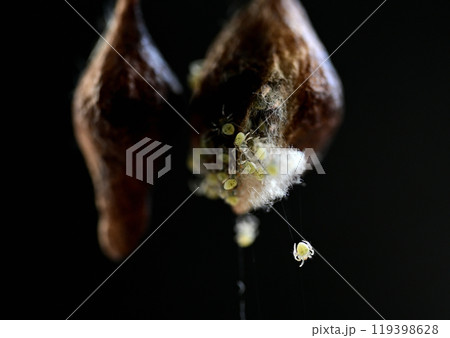 オオトリノフンダマシ卵嚢から出嚢 119398628