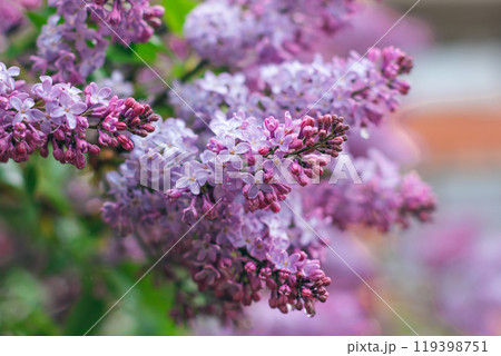 Lilac Branch with Dew Drops in Spring at Daytime After Rain - Close-Up 119398751