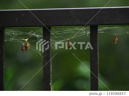 オオトリノフンダマシ卵嚢から出嚢 119398857