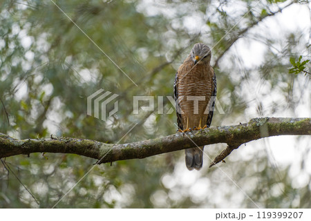 The red-shouldered hawk bird perching on a tree branch looking for prey to hunt in summer forest 119399207