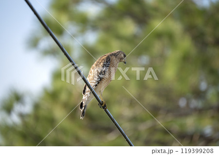 The red-shouldered hawk bird perching on electric cable looking for prey to hunt 119399208
