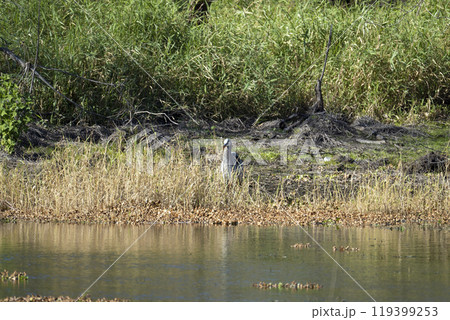 White great egret bird hunting on Florida wetland in summer White great egret bird hunting on Florida wetland in summer 119399253