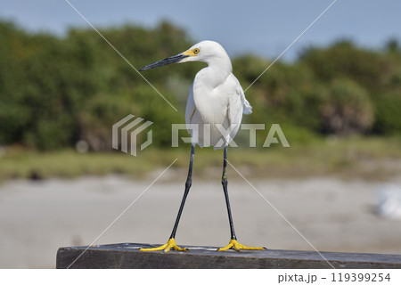 White heron wild sea bird, also known as great egret on seaside in summer 119399254