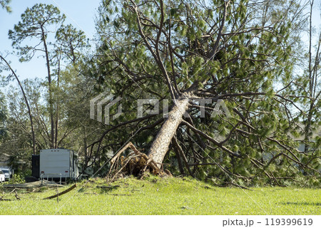 Hurricane damage to a tree on Florida house backyard. Fallen down big tree after tropical storm winds. Consequences of natural disaster 119399619