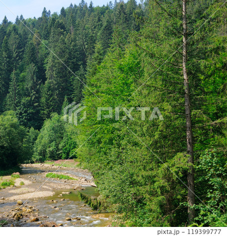 Mountain river, coniferous forest - summer landscape. Mountain river, coniferous forest - summer landscape. 119399777