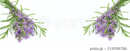 Bouquet of lavender flowers isolated on white. Collage. Free space for text. Wide photo. Bouquet of lavender flowers isolated on white. Collage. Free space for text. Wide photo. 119399786