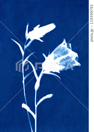 Botanical illustration in Prussian blue color. Cyanotypes, a kind of antique photography with freshly cut or dried flowers. Blue cyanotype of flowers. A Sun Print. Silhouettes of plants. 119399793