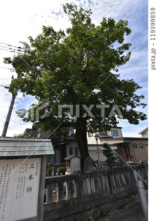 【市指定文化財】三本柿(富山県黒部市) 【市指定文化財】三本柿(富山県黒部市) 119399859